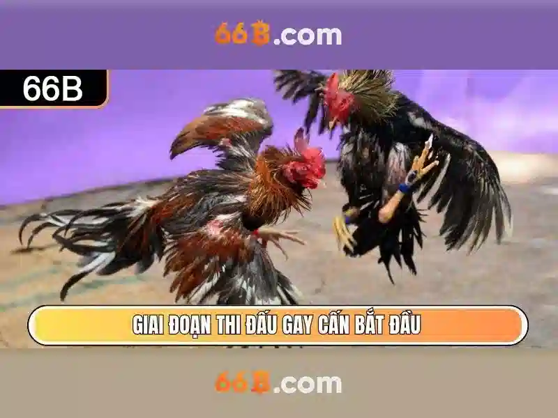 Khuyến Mãi 66B – Cơ Hội Nhận Thưởng Mậu Binh 66B Cho Hội Viên - 66B