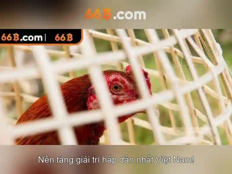 đăng ký 66B - 66B