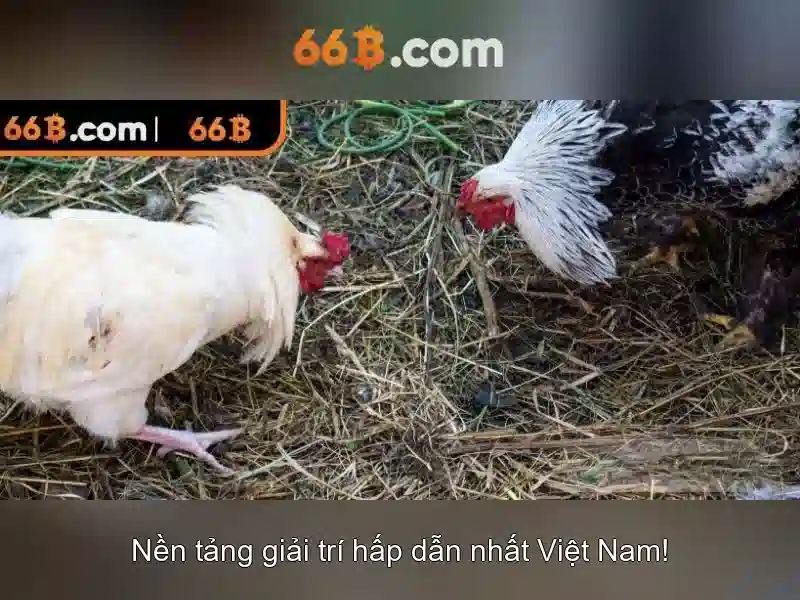 66b – Sàn cược trực tuyến uy tín tại Việt Nam